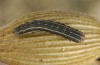 Hadena silenes: Half-grown larva (e.l. Italy, Abruzzes, L