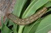 Hadena silenides: Raupe (Andalusien)