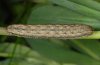 Hadena silenides: Raupe (Andalusien)