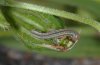 Hadena silenides: Young larva (Fuerteventura, February 2011) [S]