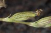 Hadena silenides: Halbwüchsige Raupe (Fuerteventura, Februar 2011) [S]