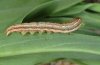 Hadena silenides: halbw�chsige Raupe (Andalusien)