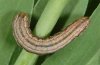 Hadena silenides: Raupe (Andalusien)