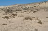 Discestra sodae: Larval habitat in Fuerteventura in February 2010: coastal dunes [N]