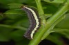 Lithomoia solidaginis: Half-grown larva (Ammersee, S-Bavaria, mid-May 2013) [M]