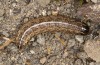 Apamea sordens: Raupe (e.l. Kuhfelde, Sachsen-Anhalt, Raupenfunde Ende August 2020) [S]