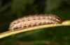 Apamea sordens: Raupe (e.l. Schweiz, Wallis, Leuk, Raupenfunde Juli 2019) [S]