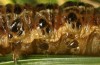 Apamea sphagnicola: Larva (e.l. San Miguel 2013) [S]