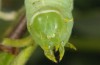 Brachionycha sphinx: Raupe (Stuttgart, Sillenbuch, Anfang Juni 2016) [M]