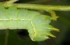 Brachionycha sphinx: Larva (S-Germany, Stuttgart-Sillenbuch, early June 2016) [M]