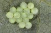 Lacanobia splendens: Batch of eggs (breeding photo, S-Germany, Allgäu, 2020) [S]