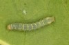 Lacanobia splendens: Half-grown larva (breeding photo, S-Germany, Allgäu, 2020) [S]