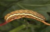 Lacanobia splendens: Larva (breeding photo, S-Germany, Allgäu, 2020) [S]