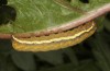 Lacanobia splendens: Raupe (Zuchtphoto, Allgäu, 2020) [S]