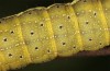 Lacanobia splendens: Raupe (Zuchtphoto, Allgäu, 2020) [S]