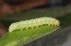 Amphipyra stix: Half-grown larva (Greece, Samos Island, Manolates, mid-May 2017) [M]