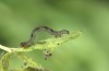 Prodotis stolida: Young larva (e.o. rearing, Hungary, Dabas, oviposition in early September 2019) [S]