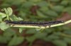 Prodotis stolida: Larva (e.o. rearing, Hungary, Dabas, oviposition in early September 2019) [S]