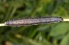 Prodotis stolida: Larva (e.o. rearing, Hungary, Dabas, oviposition in early September 2019) [S]