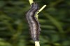 Prodotis stolida: Larva (e.o. rearing, Hungary, Dabas, oviposition in early September 2019) [S]