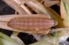 Oligia strigilis: Raupe (Memmingen) [S]