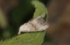 Nola subchlamydula: Adult (e.l. rearing, Greece, Samos Island, Kedros, larva in mid-May 2017) [S]