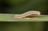Olivenebula subsericata: Young larva (N-Greece, Siatista near Kozani, larvae found in early November 2023) [M]