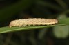 Olivenebula subsericata: Half-grown larva (N-Greece, Siatista near Kozani, larvae found in early November 2023) [S]