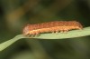 Olivenebula subsericata: Half-grown larva (e.l. rearing, N-Greece, Siatista near Kozani, larvae found in early November 2023) [S]