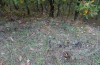 Olivenebula subsericata: Larval habitat with Dactylus glomerata on a woodland edge (N-Greece, Siatista near Kozani, larvae found in early November 2023) [N]
