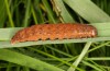 Olivenebula subsericata: Larva in the penultimate instar (e.l. rearing, N-Greece, Siatista near Kozani, larvae found in early November 2023) [S]
