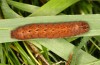 Olivenebula subsericata: Larva in the penultimate instar (e.l. rearing, N-Greece, Siatista near Kozani, larvae found in early November 2023) [S]