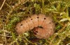 Olivenebula subsericata: Larva in the final instar (e.l. rearing, N-Greece, Siatista near Kozani, larvae found in early November 2023) [S]