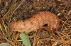 Olivenebula subsericata: Larva in the final instar (e.l. rearing, N-Greece, Siatista near Kozani, larvae found in early November 2023) [S]