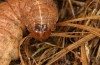 Olivenebula subsericata: Larva in the final instar (e.l. rearing, N-Greece, Siatista near Kozani, larvae found in early November 2023) [S]