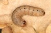 Olivenebula subsericata: Larva in the final instar (N-Greece, Kastoria, early April 2022) [S]