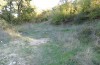 Olivenebula subsericata: Larval habitat with Dactylus glomerata on a woodland edge (N-Greece, Siatista near Kozani, larvae found in early November 2023) [N]