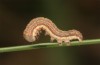 Olivenebula subsericata: Young larva (N-Greece, Siatista near Kozani, larvae found in early November 2023) [M]