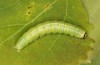 Ipimorpha subtusa: Larva (e.l. rearing, S-Germany, Dischingen near Heidenheim/Brenz, larva in mid-May 2021) [S]