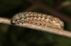 Tiliacea sulphurago: Larva (e.l. rearing, eastern Slovenia, larva in late April 2021) [S]