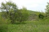 Tiliacea sulphurago: Larval habitat with Acer campestre (eastern Slovenia, late April 2021) [N]