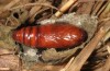 Hoplodrina superstes: Pupa (e.l. rearing, South Tyrol, Val Müstair, 1300m, larva in mid-April 2016) [S]