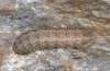 Hoplodrina superstes: Larva (e.l. rearing, South Tyrol, Val Müstair, 1300m, mid-April 2016) [S]