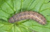 Hoplodrina superstes: Larva (e.l. rearing, South Tyrol, Val Müstair, 1300m, larva in mid-April 2016) [S]