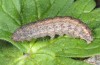 Hoplodrina superstes: Larva (e.l. rearing, South Tyrol, Val Müstair, 1300m, larva in mid-April 2016) [S]