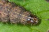 Hoplodrina superstes: Larva (e.l. rearing, South Tyrol, Val Müstair, 1300m, larva in mid-April 2016) [S]