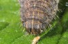 Hoplodrina superstes: Raupe (e.l. Münstertal, Südtirol, 1300m, Raupe Mitte April 2016) [S]