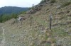 Hoplodrina superstes: Larvalhabitat (Münstertal, Südtirol, 1300m, Anfang Mai 2015) [N]