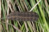 Hoplodrina superstes: Larva (South Tyrol, Val Müstair, 1300m, mid-April 2016) [M]