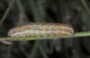 Hadena syriaca: Larva (Samos, May 2014) [S]